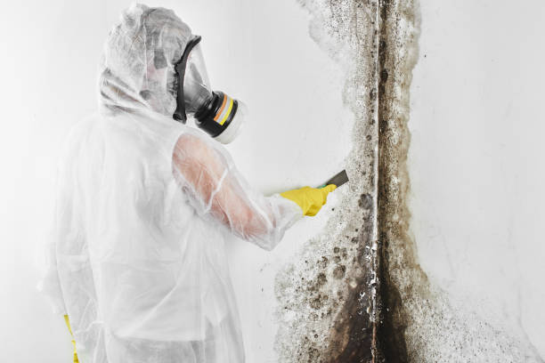 Best Black Mold Remediation in Ocala, FL